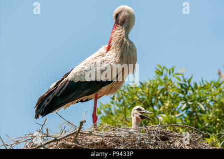 Cigogne blanche, Ciconia ciconia, nid, Poussin, emporda Aiguamolls, Catalogne, Espagne Banque D'Images