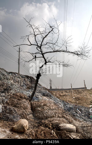 Arbre de Hazaribagh, usines de cuir / quartier des tanneries, Dhaka, Bangladesh Banque D'Images