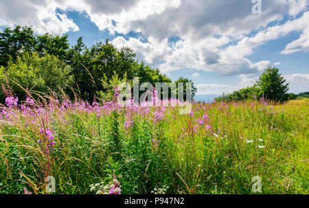 Prairie avec d'épilobes près de la forêt de hêtres. Très belle vue sur une chaude et belle journée nuageuse. Fleurs violettes en plein soleil Banque D'Images