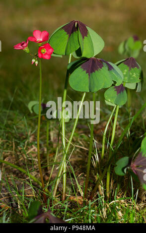 Les feuilles et les fleurs de croix de fer plante, également connu sous le nom de quatre-feuilles d'oseille-rose Banque D'Images