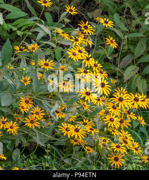 Susans black-eyed, Rudbeckia hirta, aussi parfois appelée brown-eyed Susan Brown, Betty, gloriosa daisy, Jérusalem, d'or English bull's eye, pauvres-la Banque D'Images