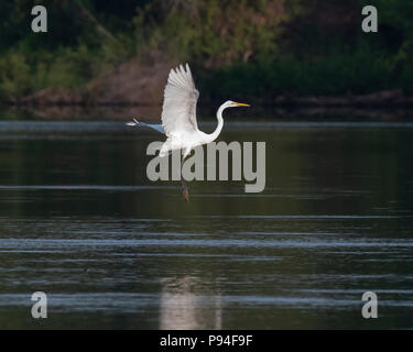 Une grande aigrette Ardea alba, vole à basse altitude au-dessus d'un lac, dans une composition horizontale avec focus sélectif contre un fond bleu-vert foncé. Banque D'Images