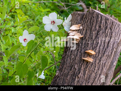 Wild hibiscus, Hibiscus moscheutos, grandir près d'un lac à côté d'une souche de champignon, dans une belle composition verticale. Banque D'Images