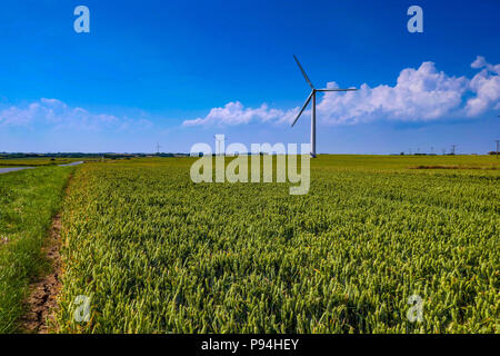 Les éoliennes et les grandes cultures dans les champs, Holderness, près de Hull, East Yorkshire Banque D'Images