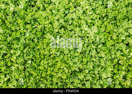 Common Box - Buxus sempervirens. Vue de dessus. Feuillage vert fond de tapis. Banque D'Images