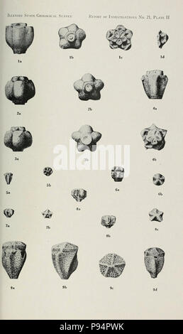 Un groupe d'larviform crinoïdes de la baisse de la strate pennsylvanienne bassin intérieur de l'Est . Banque D'Images