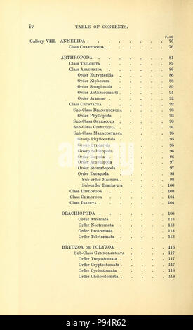 Un guide pour les animaux invertébrés fossiles dans le département de géologie et de paléontologie au British Museum (Natural History) . Banque D'Images