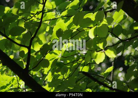 Hêtre (Fagus sylvatica rétroéclairé) couvert des arbres forestiers dans le feuillage d'été dynamique. Glen Abernethy, Perth, Ecosse, Royaume-Uni. Juillet, 2018. Banque D'Images