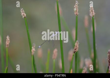 Demoiselle d'Émeraude mâle (Lestes sponsa) Perché sur un étang de la tige de roseau. Abernethy, Perth, Ecosse, Royaume-Uni. Juillet, 2018. Banque D'Images