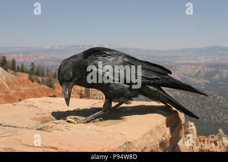 Grand corbeau May 2nd, 2008 Parc National de Bryce Canyon, Utah Banque D'Images