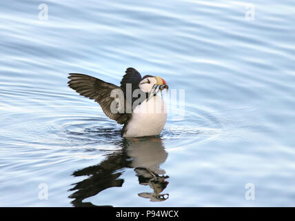 Macareux cornu, la pêche de proies pour c'est jeune. prises près de Seward, en Alaska. Banque D'Images