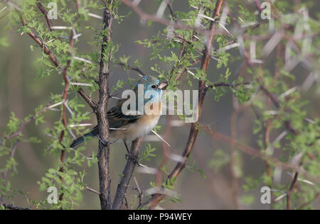 Passerin azuré (mâle) dans un arbre mesquite - Tucson, Arizona, USA Banque D'Images