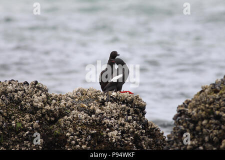 Guillemot colombin sur "Haystack Rock', au large des côtes de Cannon Beach, Oregon, USA Banque D'Images