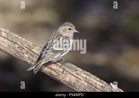 Tarin des pins sur la branche d'arbre. Pris près de Pierre, South Dakota, USA Banque D'Images