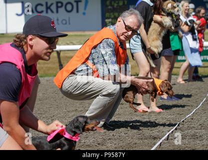 Vancouver, Canada. 14 juillet, 2018. Les propriétaires de chiens et leurs chiens d'attente à la ligne de départ lors de la course de chiens de Wiener annuel à l'Hippodrome Hastings à Vancouver, Canada, le 14 juillet 2018. Credit : Liang Sen/Xinhua/Alamy Live News Banque D'Images