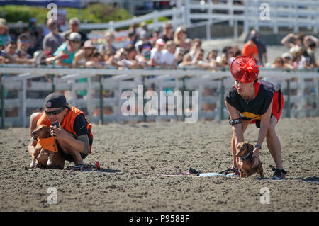 Vancouver, Canada. 14 juillet, 2018. Les propriétaires de chiens et leurs chiens d'attente à la ligne de départ lors de la course de chiens de Wiener annuel à l'Hippodrome Hastings à Vancouver, Canada, le 14 juillet 2018. Credit : Liang Sen/Xinhua/Alamy Live News Banque D'Images