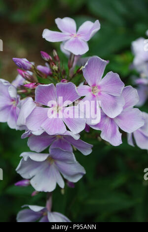 Jardin avec phlox fleurs dans les tons de rose. Banque D'Images