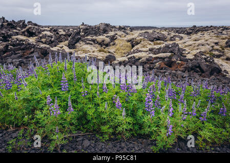 Fleurs lupin à côté du champ de lave recouverts de mousse sur un Reykjanesskagi - péninsule du Sud au sud-ouest de l'Islande Banque D'Images