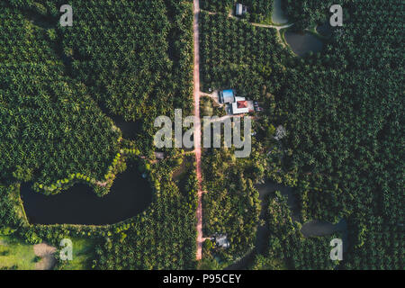 Vue aérienne de la plantation de palmiers à huile dans le sud de la Thaïlande Banque D'Images