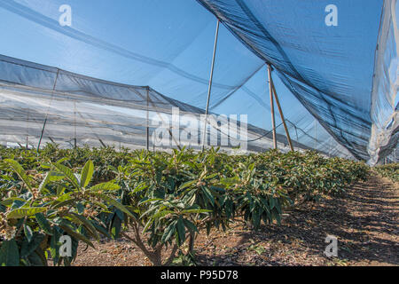 Plantation de néflier Banque D'Images