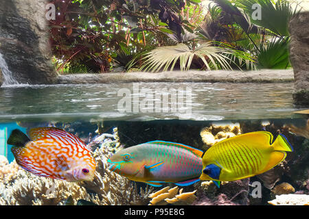 Décoration naturelle magnifique aquarium planté avec de l'eau douce Banque D'Images