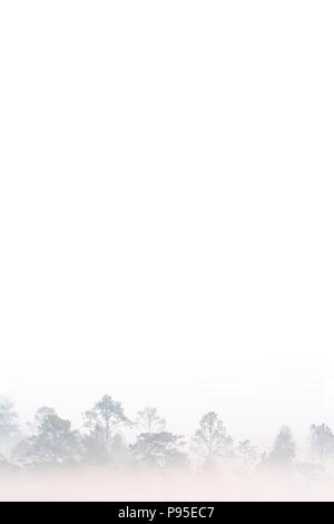 La forêt de montagne contours dans un matin de brume. silhouette of trees grove dans un épais brouillard matin blanc. La couleur pâle bois obscur par l'humidité dans les montagnes Banque D'Images