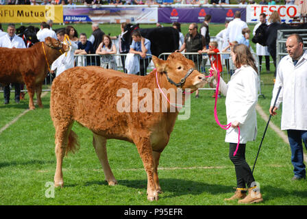 Taureau avec son gestionnaire dans l'anneau de jugement sur le showground au Royal Welsh Show. Le show est l'un des plus grands événements agricoles. Banque D'Images