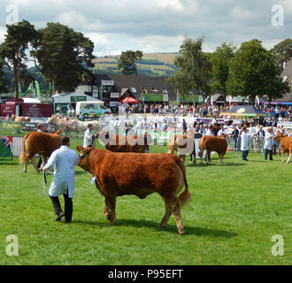 Les bovins de boucherie étant jugé sur le showground du Royal Welsh Show à Builth Wells, le Pays de Galles. C'est l'un des plus grands événements de l'Europe agricole Banque D'Images