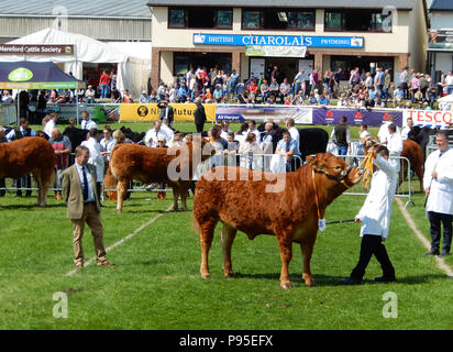 Les bovins de boucherie étant jugé sur le showground du Royal Welsh Show à Builth Wells, le Pays de Galles. C'est l'un des plus grands événements de l'Europe agricole Banque D'Images