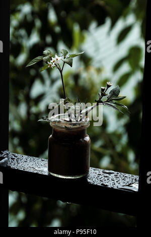 Triste expérience dans des couleurs sombres, fond blanc avec Fleur pot de fleurs minuscules de l'herbe sur châssis de fenêtre et goutte sur le châssis de fenêtre Banque D'Images