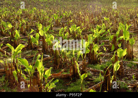 Grand champ de bananes en soirée à Dong Nai, Viet Nam, grand avec de nombreuses plantations de bananiers, de petits arbres avec des feuilles vertes Banque D'Images
