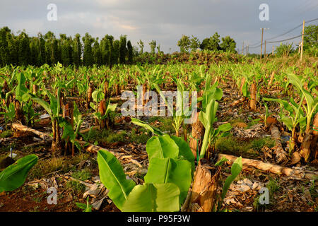 Grand champ de bananes en soirée à Dong Nai, Viet Nam, grand avec de nombreuses plantations de bananiers, de petits arbres avec des feuilles vertes Banque D'Images