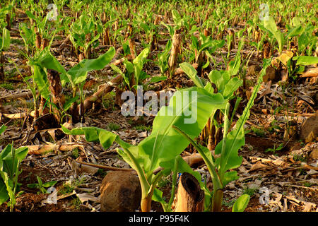 Grand champ de bananes en soirée à Dong Nai, Viet Nam, grand avec de nombreuses plantations de bananiers, de petits arbres avec des feuilles vertes Banque D'Images