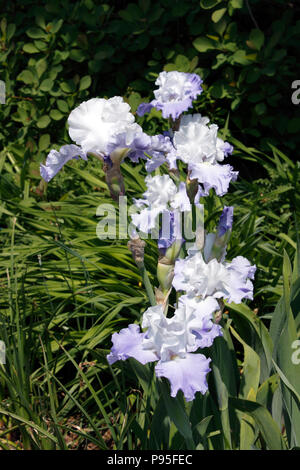 IRIS LARK RISE. IRIS. Banque D'Images