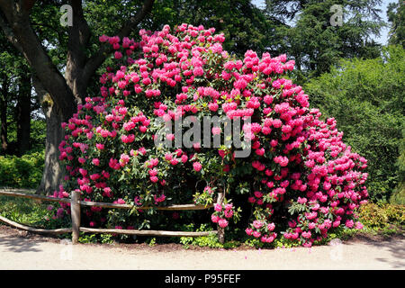 RHODODENDRON CYNTHIA. LORD PALMERSTON. AZALEA Banque D'Images