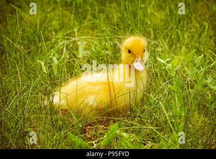 Caneton jaune on Green grass Banque D'Images