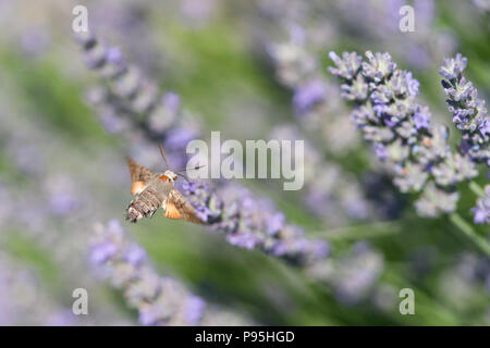 Un colibri hawk-moth (Macroglossum stellatarum) en vol se nourrissant de fleurs de lavande en Basse Autriche Banque D'Images