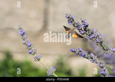 Un colibri hawk-moth (Macroglossum stellatarum) en vol se nourrissant de fleurs de lavande en Basse Autriche Banque D'Images