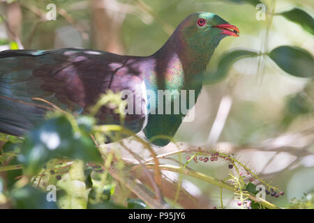 New Zealand pigeon ramier ou kereru Banque D'Images