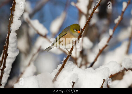 Silvereye aka wax-eye de manger dans la neige sur une branche, Nouvelle-Zélande Banque D'Images