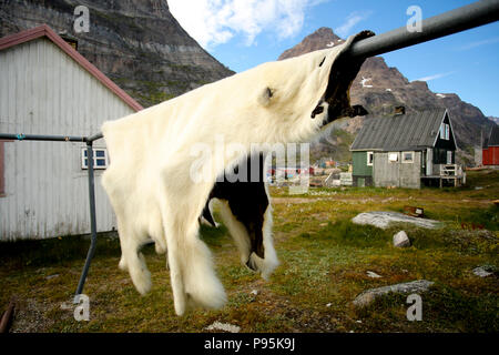 Le Groenland, Kujalleq, Aappilattoq, la peau de l'ours polaire et de la fourrure de raccrocher pour sécher dans le village. Banque D'Images