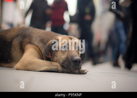 Pauvre chien errant à la triste dans la rue chien triste Banque D'Images