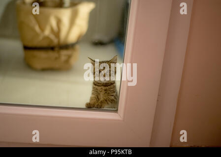 Cute kitten, portrait, photo de chat le plus mignon chaton le plus mignon photo Banque D'Images