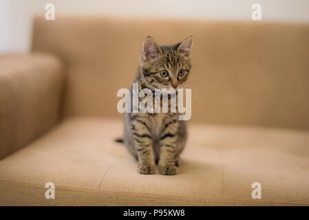 Cute kitten, portrait, photo de chat le plus mignon chaton le plus mignon photo Banque D'Images