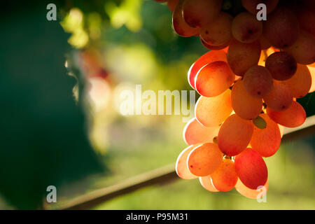 Close up of bouquet de raisins sans pépins cramoisi, rétroéclairé sur vigne. Banque D'Images