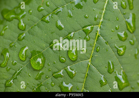 Les gouttes d'eau de pluie sur une feuille verte Banque D'Images