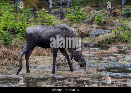 La faune, Moose calf. Carnet de Voyages, Terre-Neuve, Canada, Paysages et panoramiques, province canadienne, 'The Rock' Banque D'Images