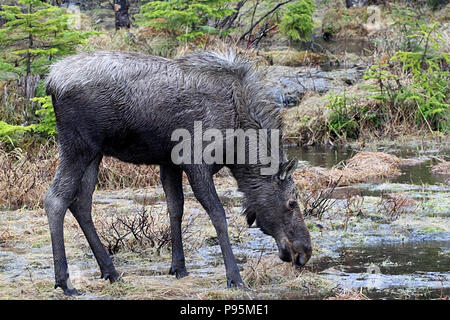 La faune, Moose calf. Carnet de Voyages, Terre-Neuve, Canada, Paysages et panoramiques, province canadienne, 'The Rock' Banque D'Images