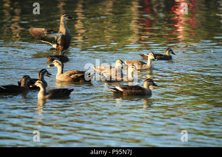 Les canards sont à l'affiche dans le lac Banque D'Images