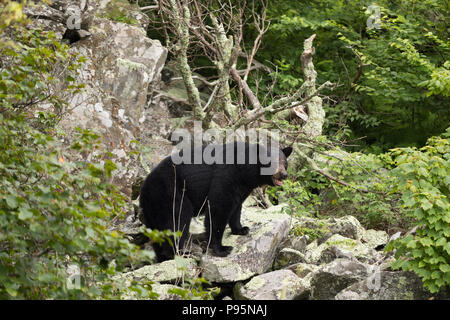 Un ours noir avec des cicatrices sur le visage c'est marcher sur des rochers le long de la Skyline Drive au Shenandoah National Park. Banque D'Images